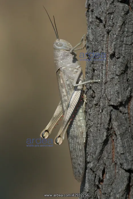  : Giant  /  Hedge GRASSHOPPER