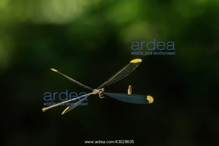 : Giant Helicopter Damselfly, flying, Pseudostigmatidae : Giant Helicopter Damselfly, flying, Pseudostigmatidae
