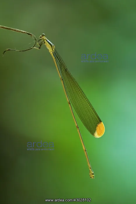 : Giant Helicopter Damselfly, Pseudostigmatidae, feeds : Giant Helicopter Damselfly, Pseudostigmatidae, feeds