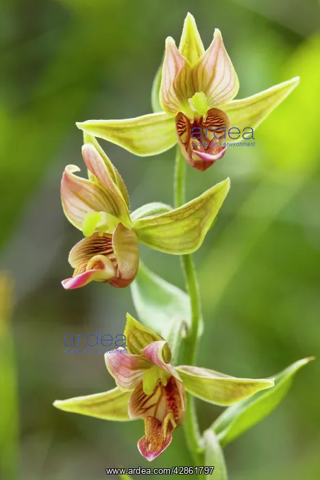 : Giant Helleborine - beautiful wetland orchid : Giant Helleborine - beautiful wetland orchid