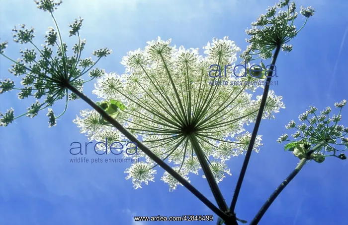: Giant Hogweed : Giant Hogweed