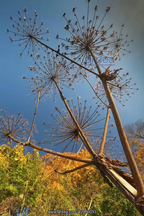 : Giant Hogweed : Giant Hogweed
