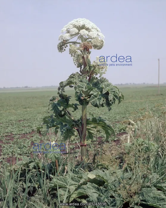 : Giant Hogweed : Giant Hogweed