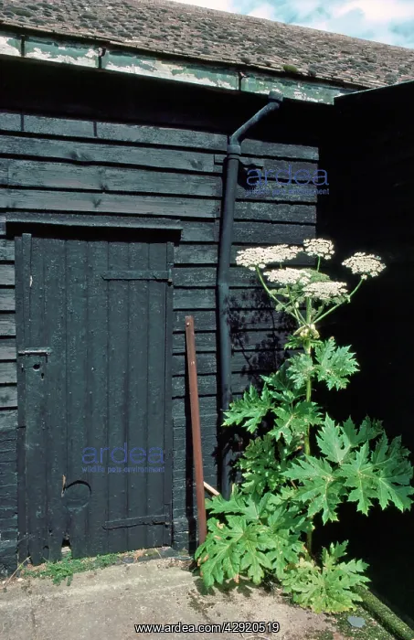 : Giant Hogweed - alien invader to the UK : Giant Hogweed - alien invader to the UK
