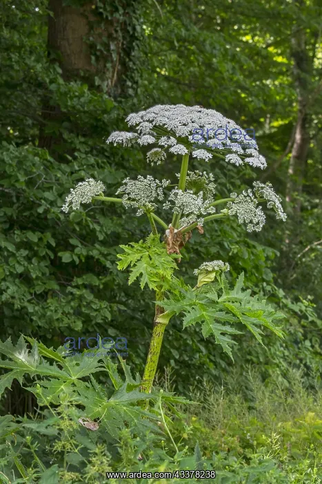 : Giant hogweed, cartwheel-flower, giant cow parsley : Giant hogweed, cartwheel-flower, giant cow parsley