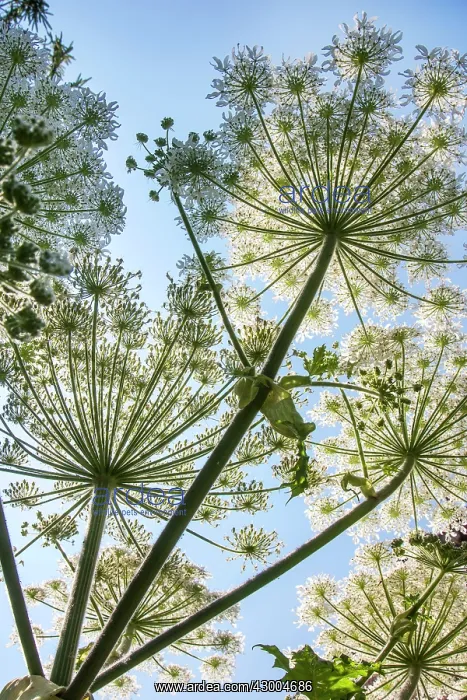 : Giant Hogweed Flower / Cartwheel : Giant Hogweed Flower / Cartwheel