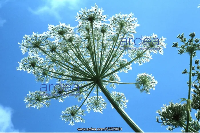 : GIANT HOGWEED - flower head. Flowers between May - July : GIANT HOGWEED - flower head. Flowers between May - July