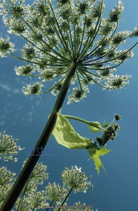 : Giant hogweed flowering : Giant hogweed flowering