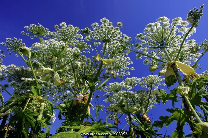 : Giant Hogweed - flowering plants against blue sky : Giant Hogweed - flowering plants against blue sky