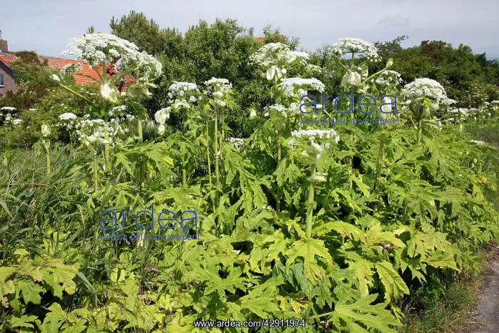 : Giant Hogweed - growing on the edge of country lane : Giant Hogweed - growing on the edge of country lane