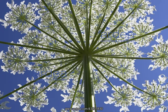 : Giant Hogweed (Heracleum mantegazzianum) in blo : Giant Hogweed (Heracleum mantegazzianum) in blo