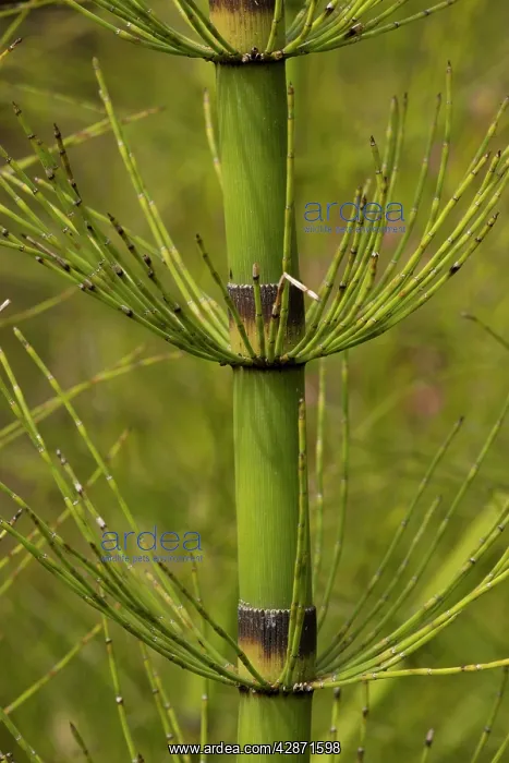 : A giant horsetail : A giant horsetail