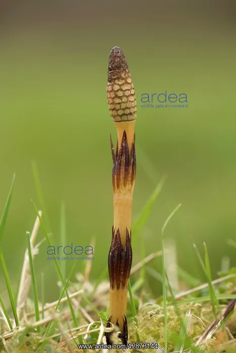  : Giant horsetail - fertile frond coming up in spring