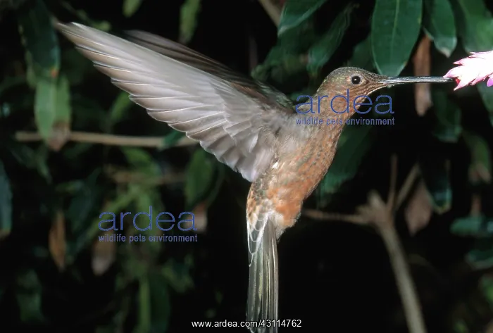 : Giant Hummingbird : Giant Hummingbird