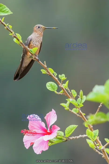  : Giant hummingbird striking a pose on a flowery perch