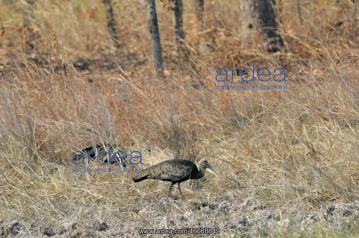 : Giant Ibis : Giant Ibis