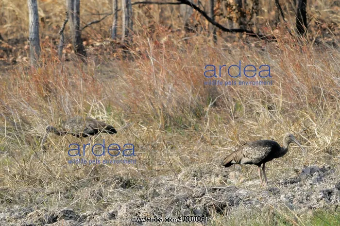 : Giant Ibis : Giant Ibis