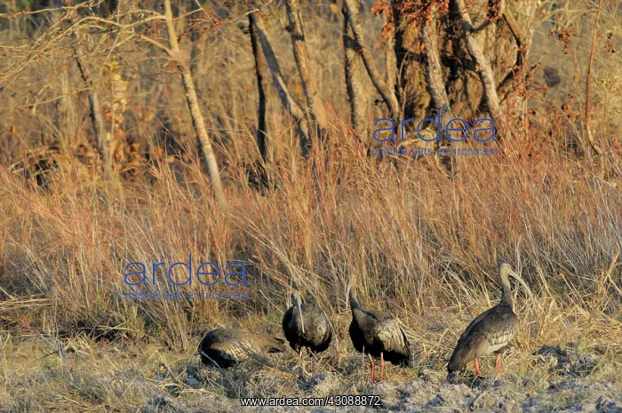 : Giant Ibis : Giant Ibis