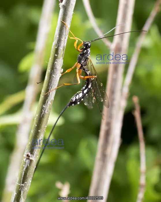  : Giant ichneumon - sabre wasp - female - UK