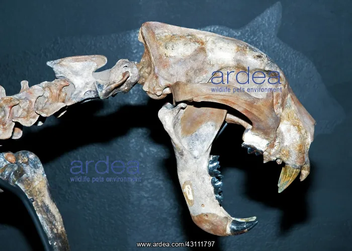 : Giant Jaguar Fossil : Giant Jaguar Fossil
