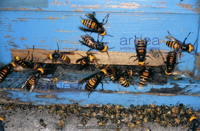 : Giant Japanese HORNETS : Giant Japanese HORNETS