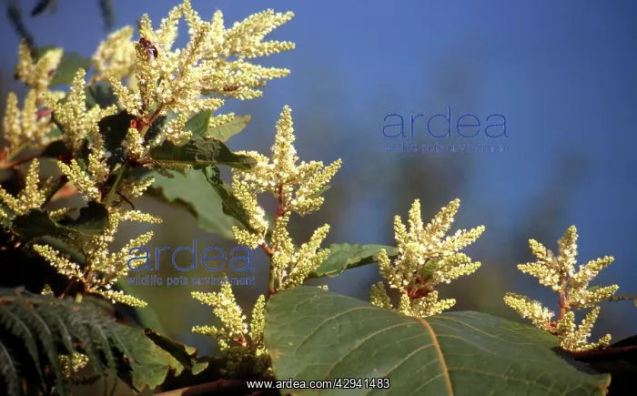  : Giant Japanese Knotweed