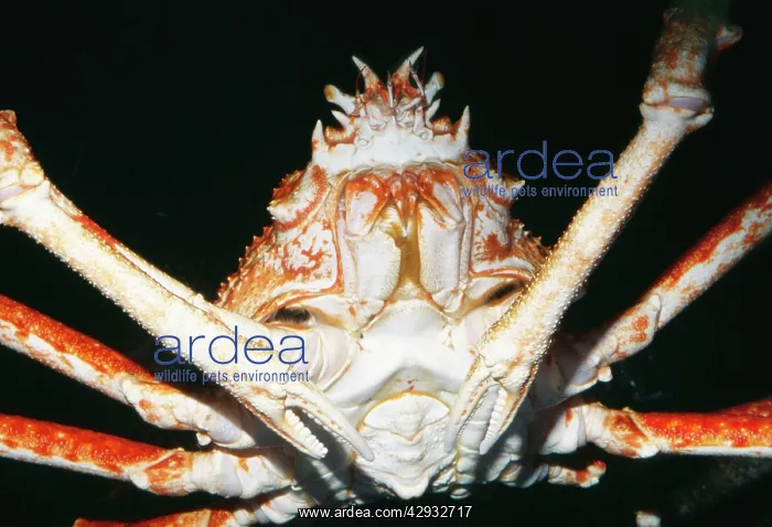 : Giant Japanese Spider Crab : Giant Japanese Spider Crab