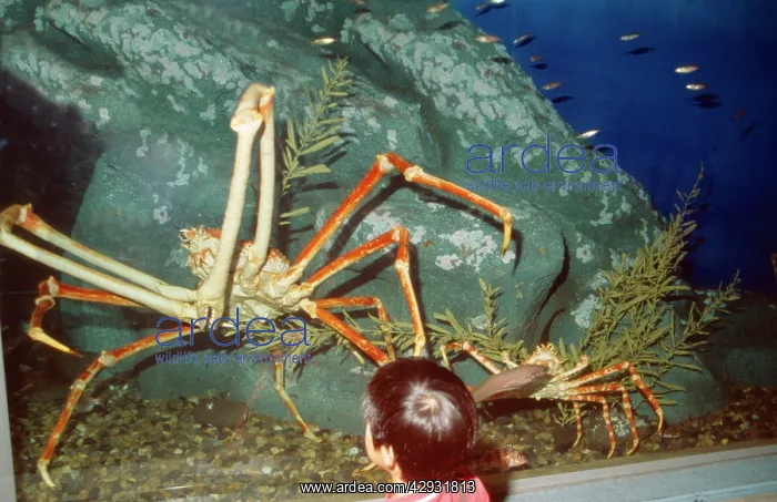 : Giant Japanese Spider CRAB - WorldIs largest arthropod : Giant Japanese Spider CRAB - WorldIs largest arthropod