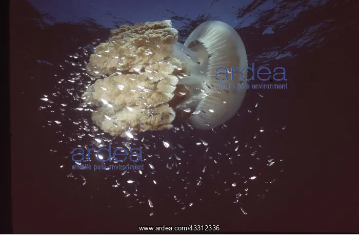 : GIANT JELLYFISH : GIANT JELLYFISH