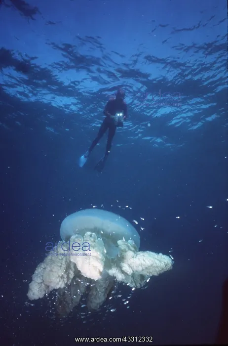  : GIANT JELLYFISH - and scuba diver