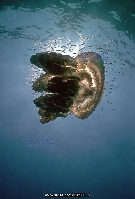 : Giant Jellyfish - Its stinging tentacles give protection : Giant Jellyfish - Its stinging tentacles give protection