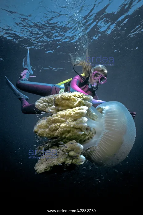 : Giant Jellyfish - Valerie Taylor with a giant jellyfish : Giant Jellyfish - Valerie Taylor with a giant jellyfish