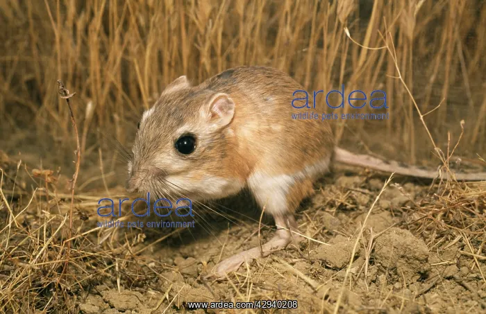 : Giant Kangaroo Rat : Giant Kangaroo Rat