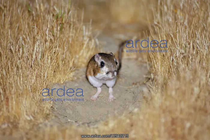 : Giant Kangaroo Rat : Giant Kangaroo Rat