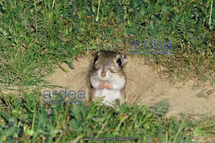 : Giant Kangaroo Rat : Giant Kangaroo Rat