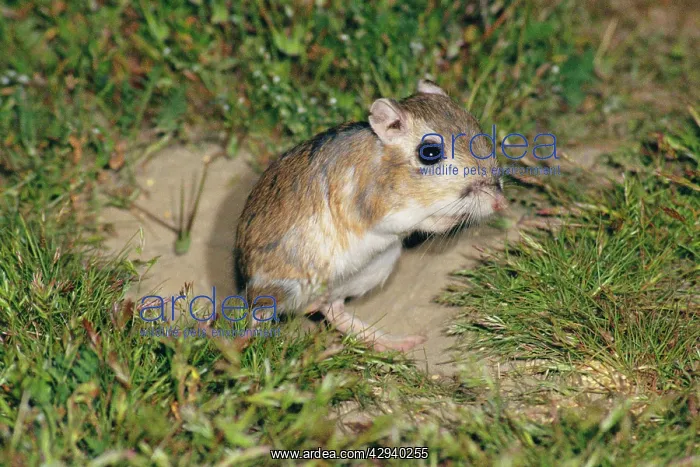 : Giant Kangaroo Rat : Giant Kangaroo Rat