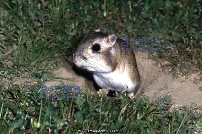 : GIANT KANGAROO RAT : GIANT KANGAROO RAT