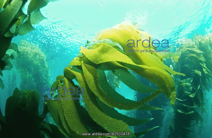 : GIANT KELP FOREST - SEAWEED : GIANT KELP FOREST - SEAWEED