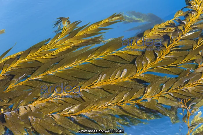 : Giant Kelp (Macrocystis pyrifera) fronds floating : Giant Kelp (Macrocystis pyrifera) fronds floating