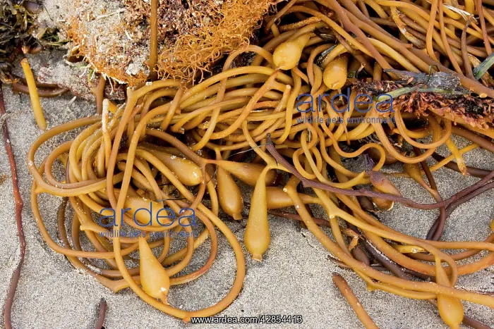 : Giant Kelp - with pneumatocysts (air bladders) : Giant Kelp - with pneumatocysts (air bladders)