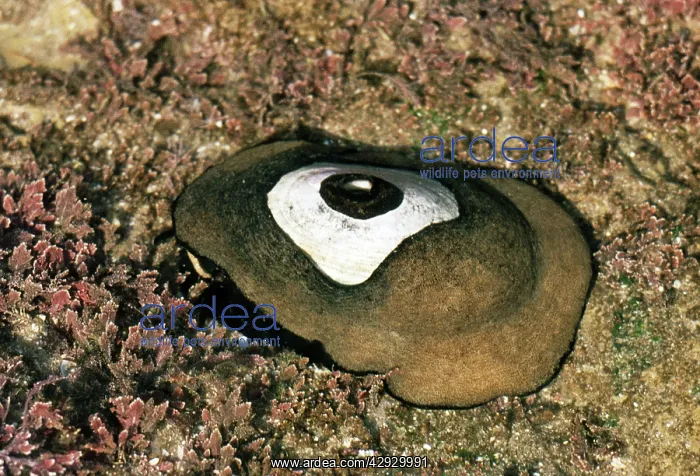 : GIANT KEYHOLE LIMPET : GIANT KEYHOLE LIMPET