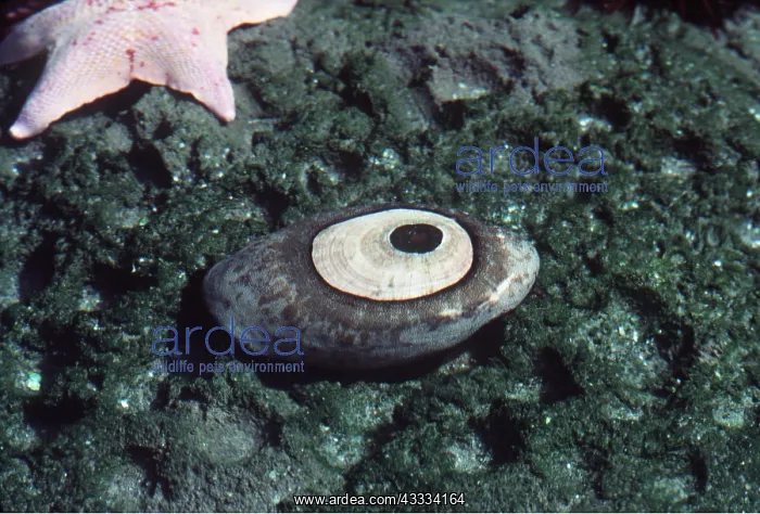 : GIANT KEYHOLE LIMPET : GIANT KEYHOLE LIMPET