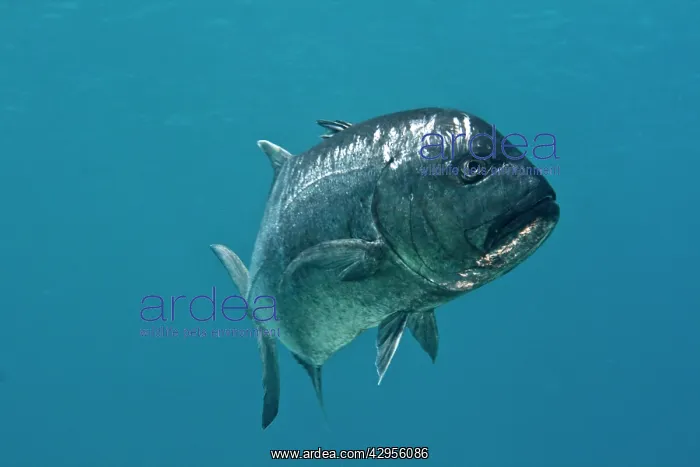 : Giant Kingfish / Giant Travelly / Lowly Travelly : Giant Kingfish / Giant Travelly / Lowly Travelly