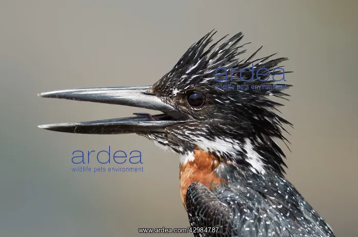 : Giant Kingfisher : Giant Kingfisher