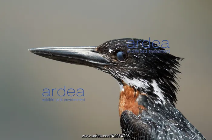 : Giant Kingfisher : Giant Kingfisher
