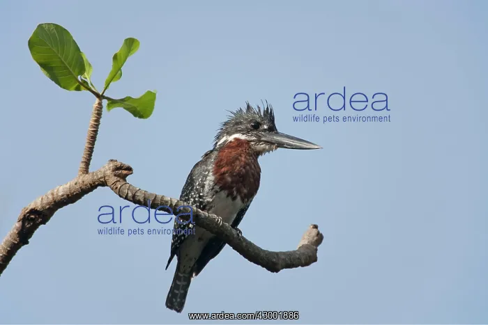 : Giant Kingfisher : Giant Kingfisher