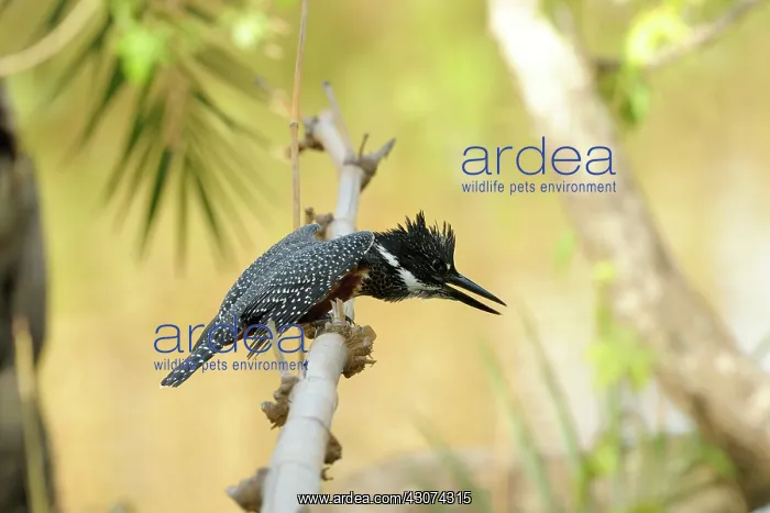 : Giant Kingfisher : Giant Kingfisher