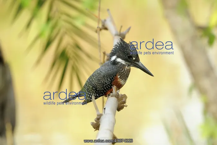 : Giant Kingfisher : Giant Kingfisher