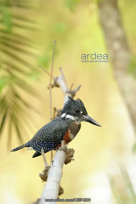 : Giant Kingfisher : Giant Kingfisher