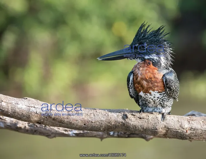 : Giant Kingfisher : Giant Kingfisher